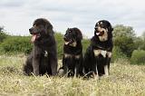 DOGUE DU TIBET 051